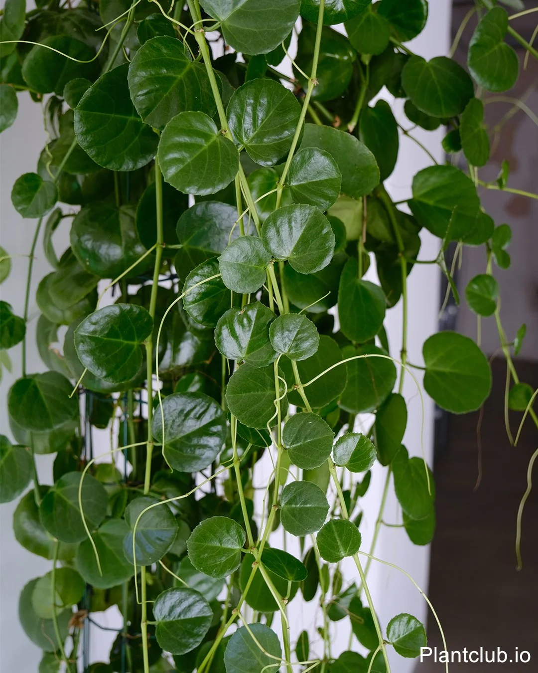  From bright windows to shady corners - precision care for every light condition. 