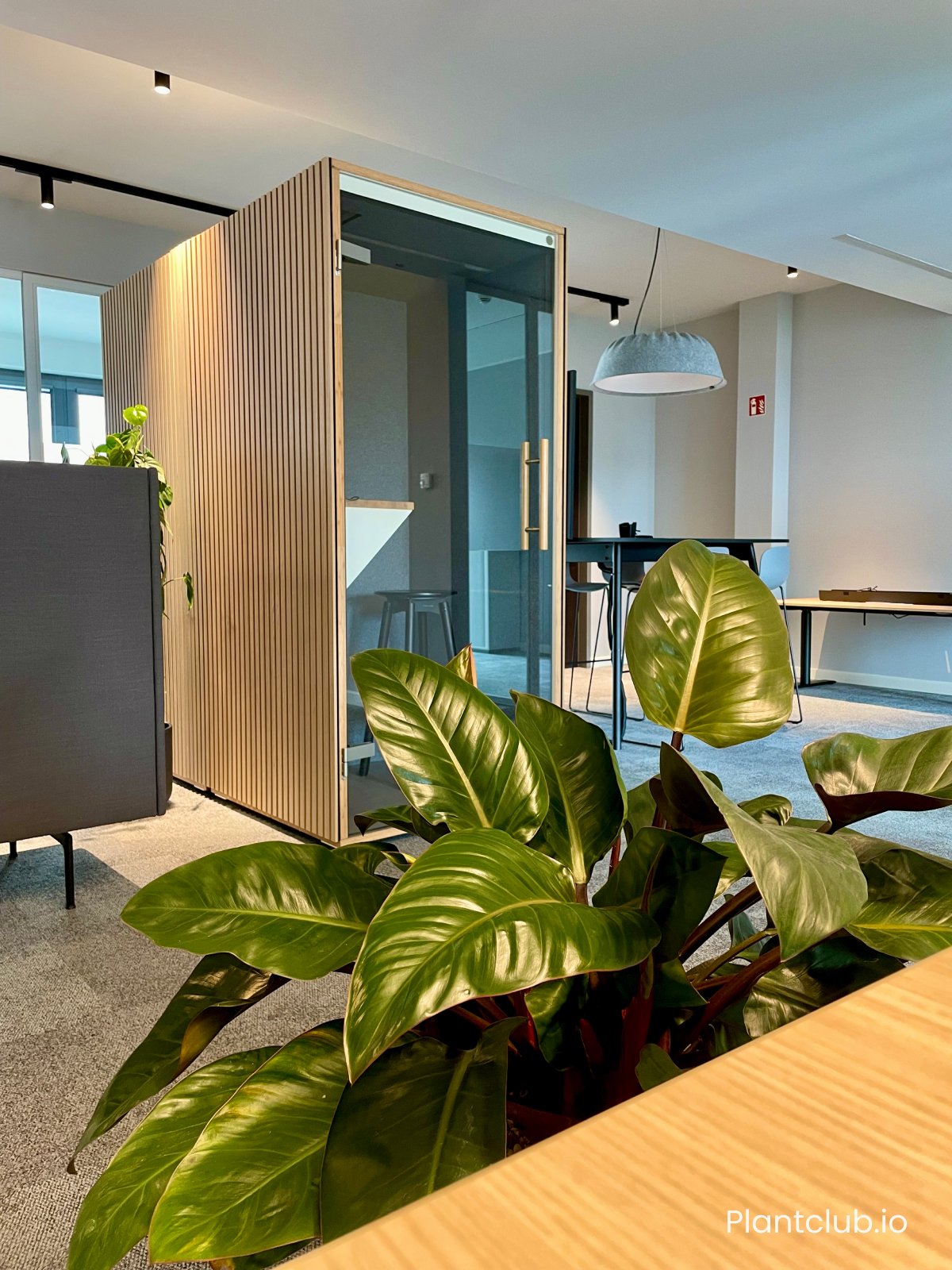  Large plants fill in the gaps of an open-plan design.  