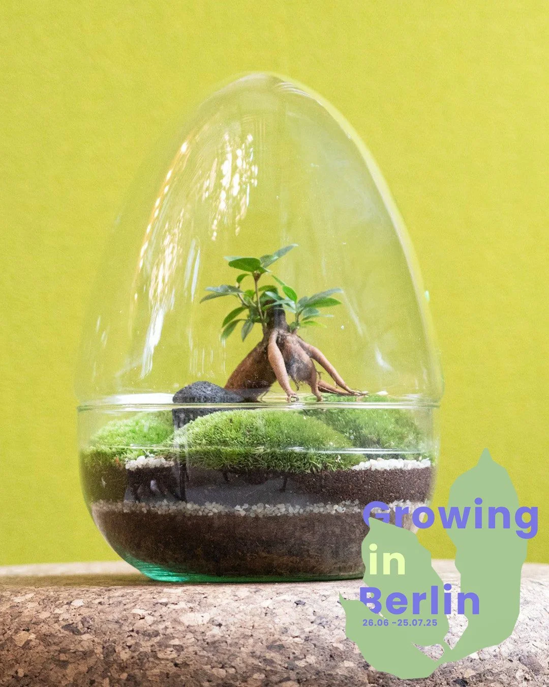  “World in Glass” - Create your own closed ecosystem in a statement glass jar: an eye-catching blend of nature and design. 