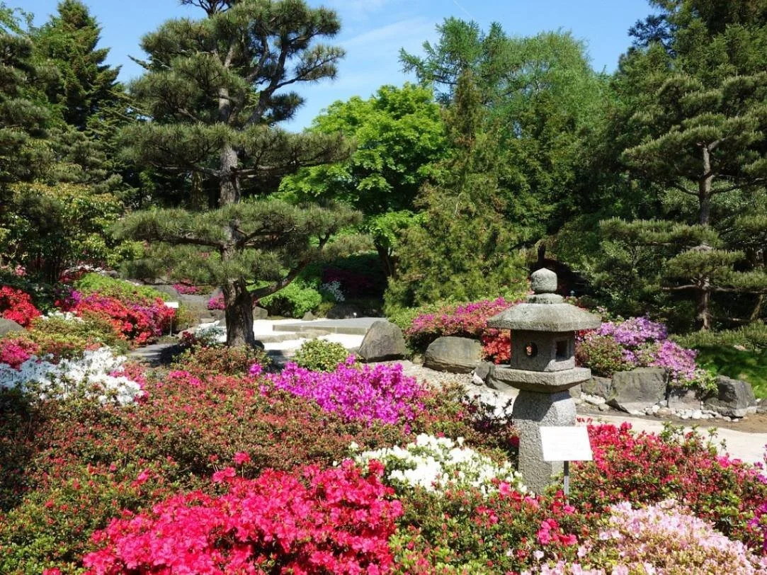 Flowers blooming in the Loki Schmidt botanical gardens