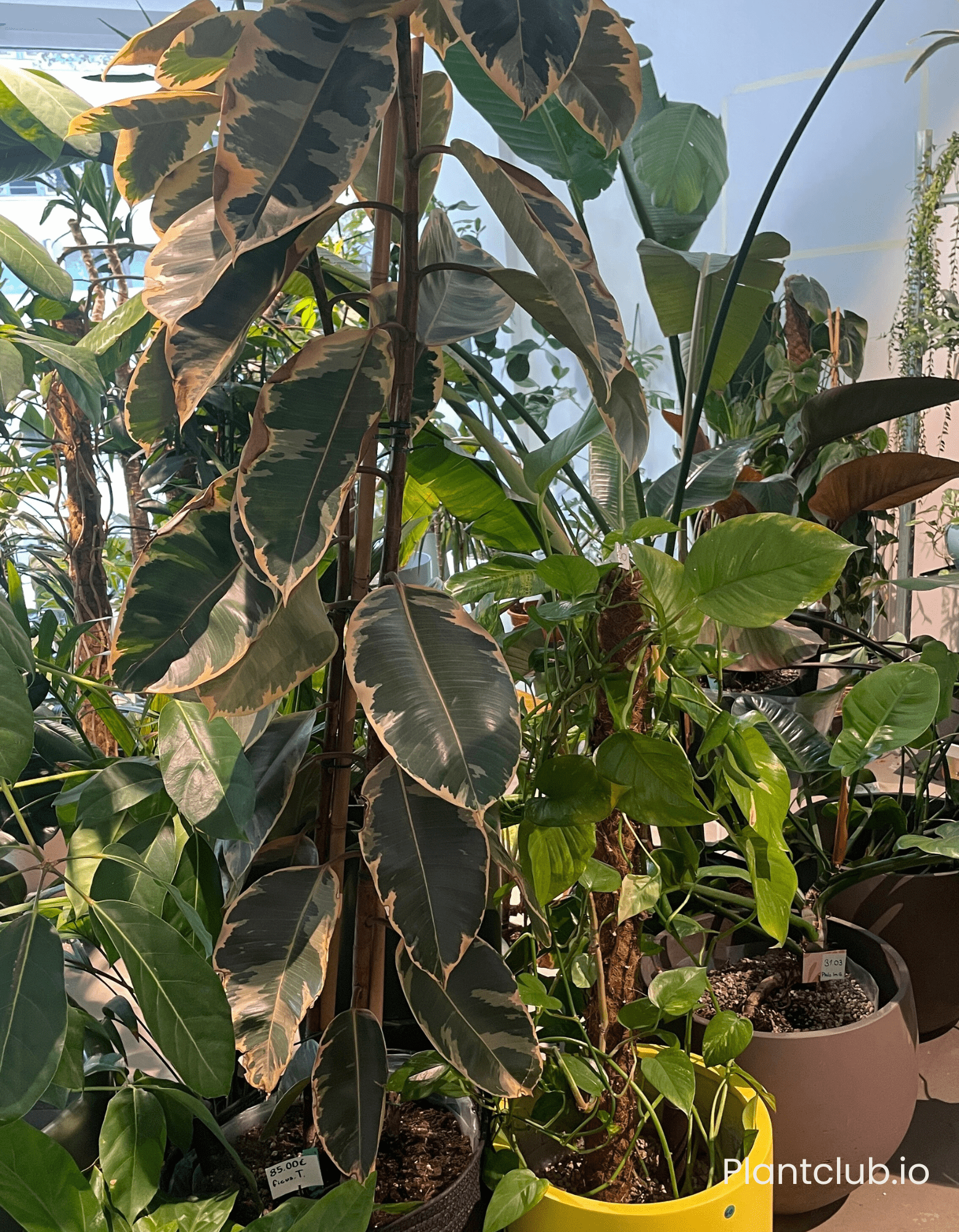 Variety of plants and foliage in a shop