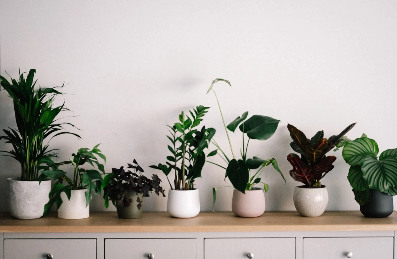  Each plant has different needs. 