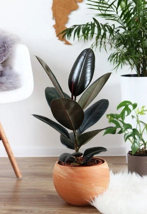  Ficus elastica abidjan 