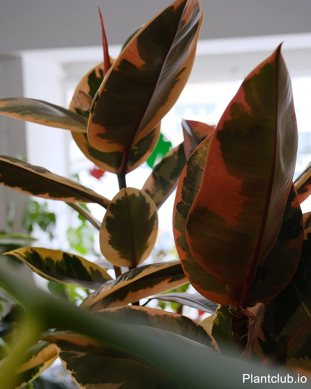 Colors of a Ficus tineke leaves in a greehouse