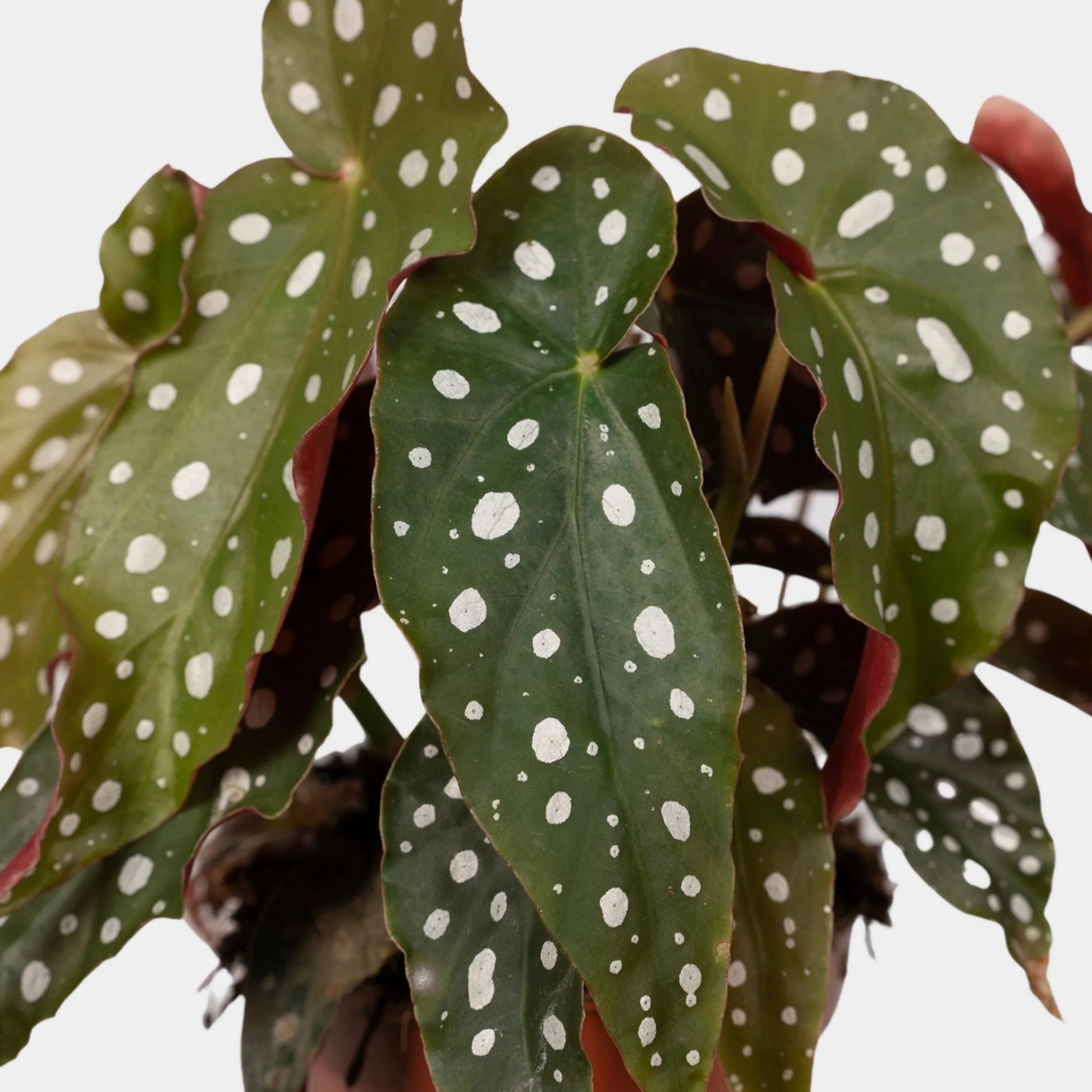   The Polka Dot begonia is an unforgettable and festive gift.  