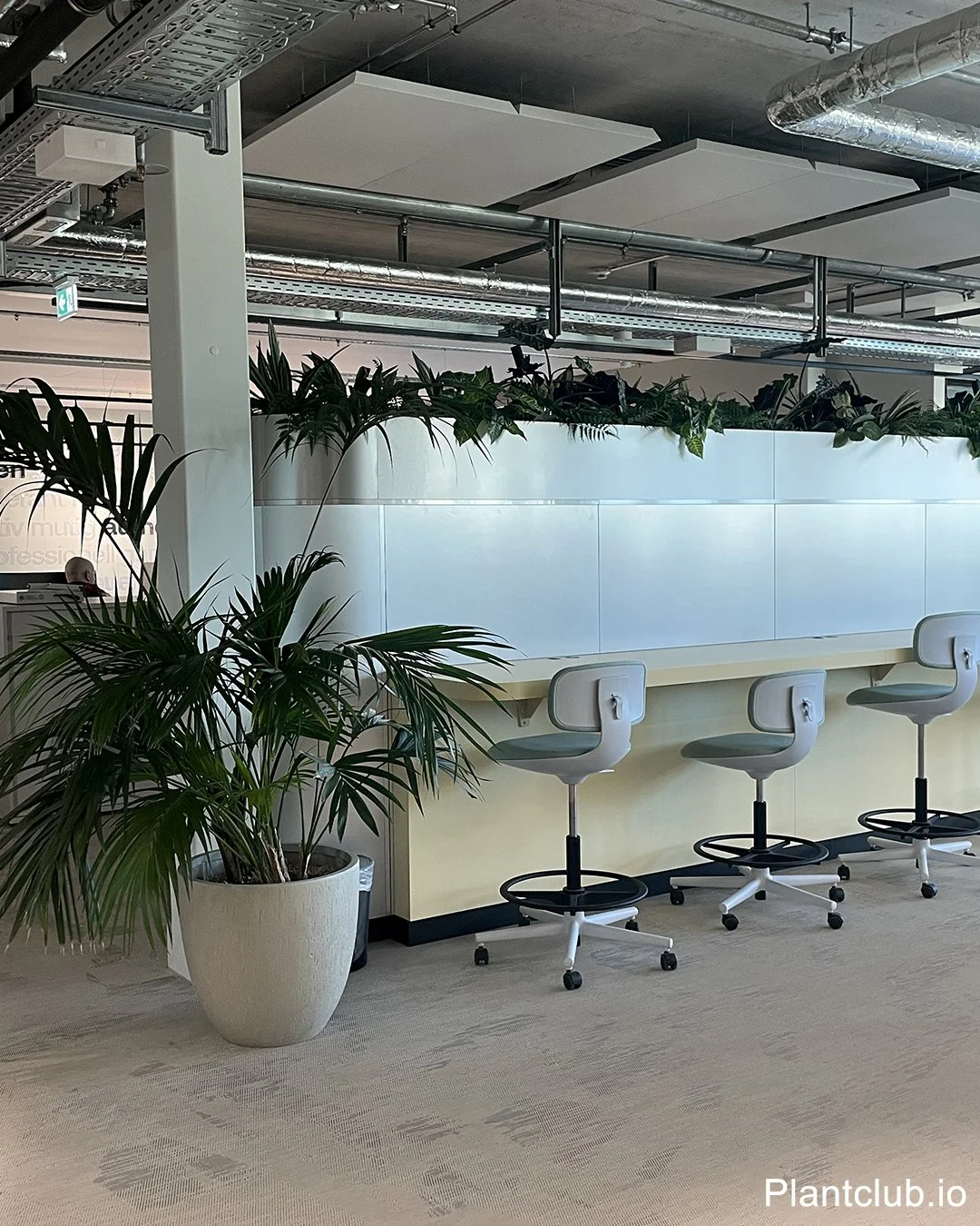 Large floor plants next to employee desk