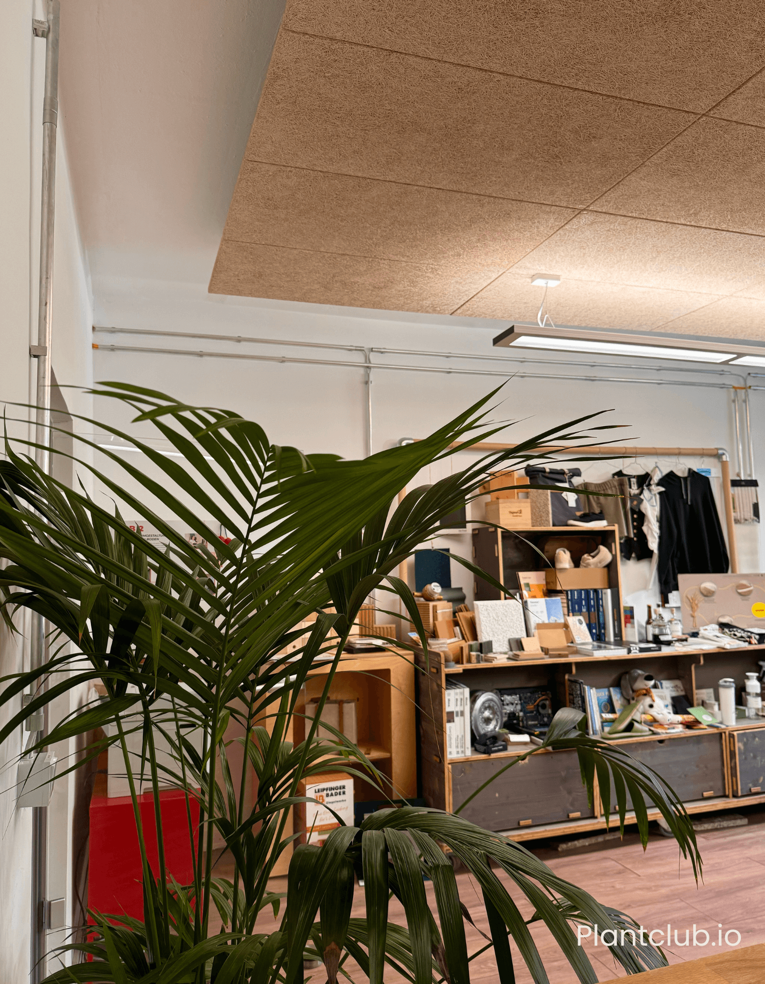  A striking Kentia palm  adds a touch of elegance to the C2C Lab space.&nbsp; 