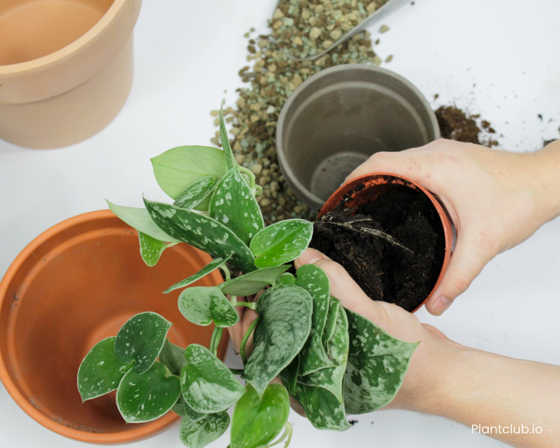  Your plant will tell you when it’s time to change their home. 