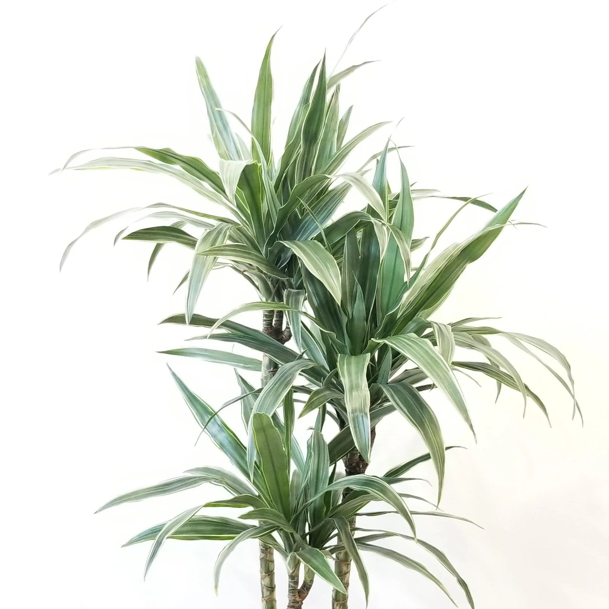 Dracena come in a bunch of varieties, making it a versatile and reliable plant-choice. Check out the  dracaena marginata  in the Plant Store. 