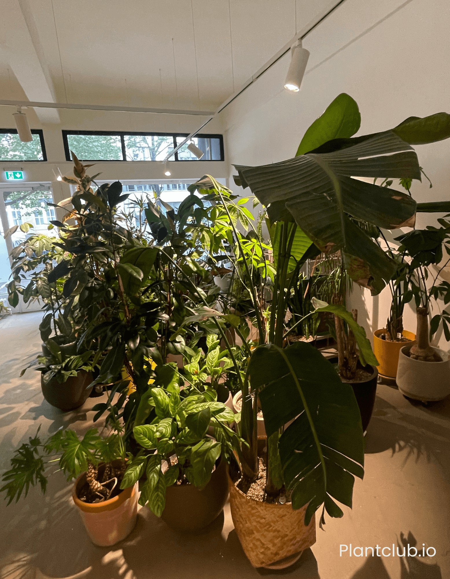  Lush, large floor plants waiting for their new homes at our Plant shop.&nbsp; 
