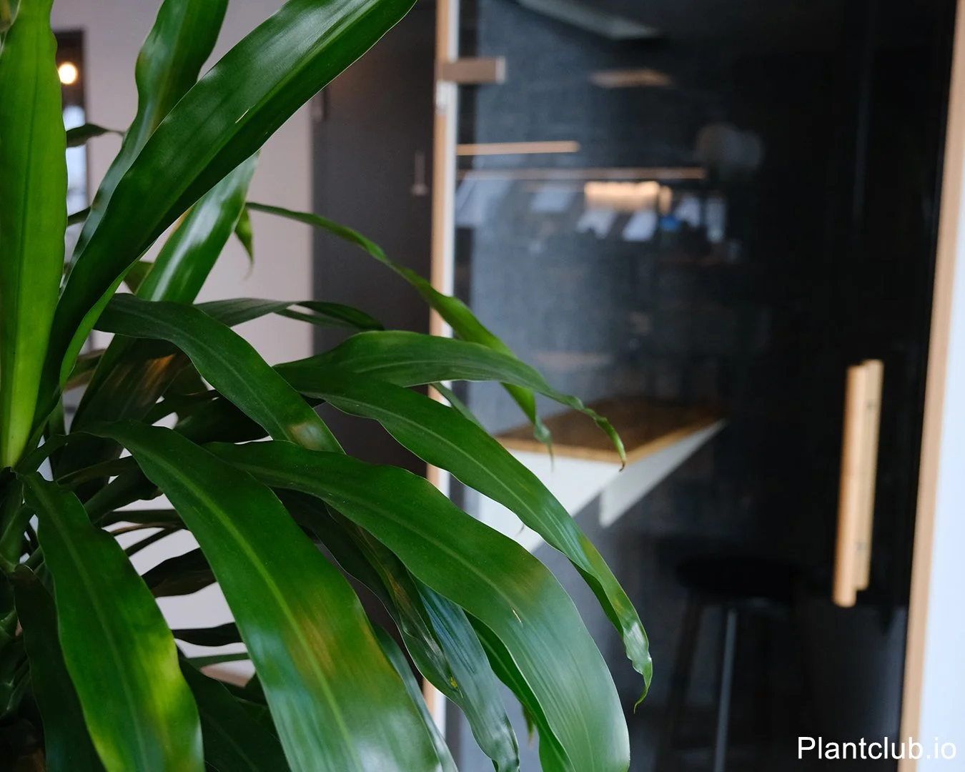 How to Create a Calm Office with Plants and Quiet Spaces for Employee Wellbeing