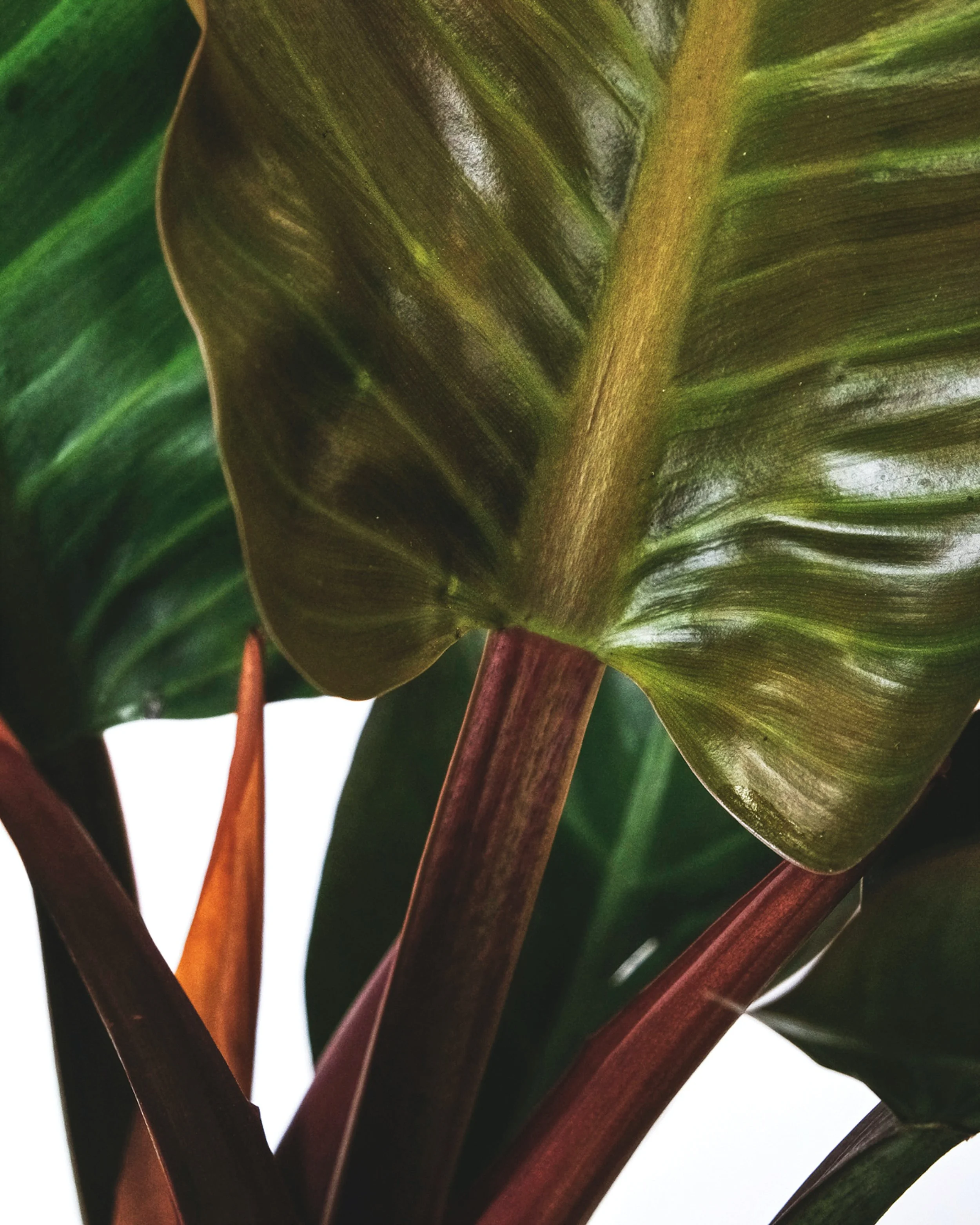  Bianca’s favorite plant that we use at Plantclub is the Philodendron Red Beauty. 