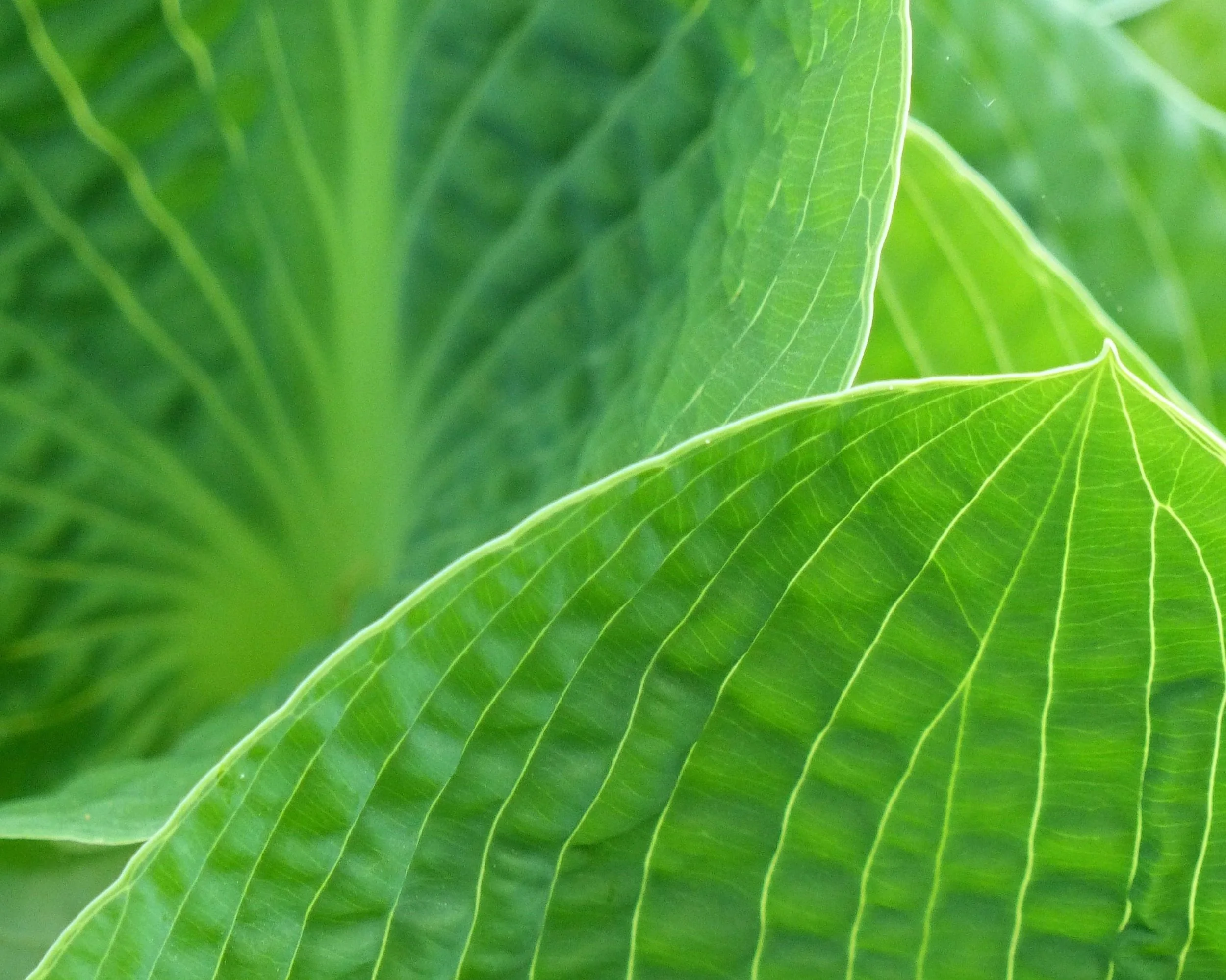  Clean leaves are essential for plants to carry out photosynthesis. 
