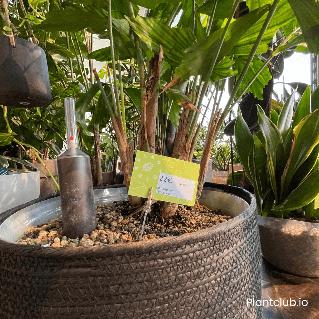  Rescued plants available in various price ranges.&nbsp; 