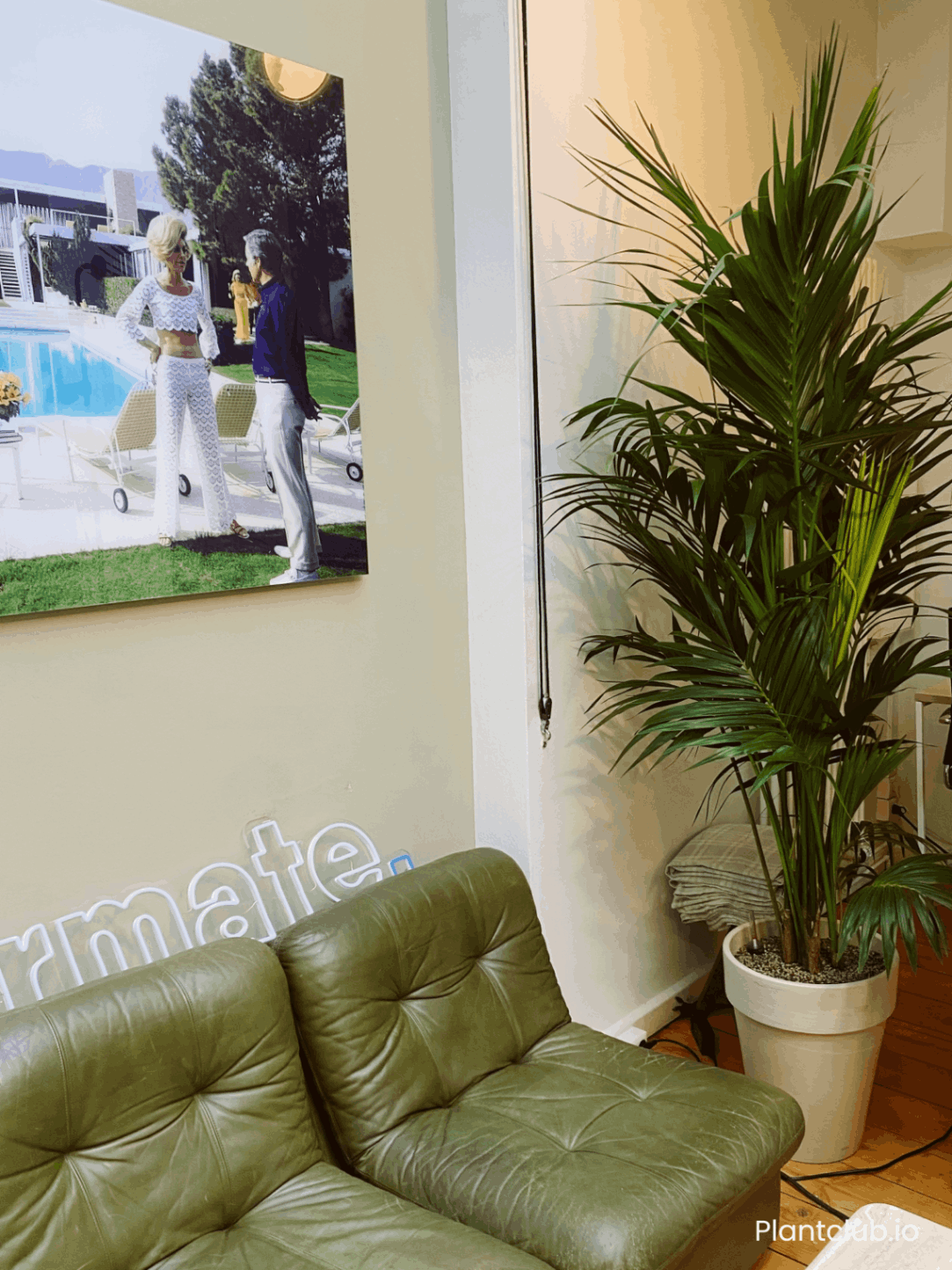 A large kentia in an office next to a couch