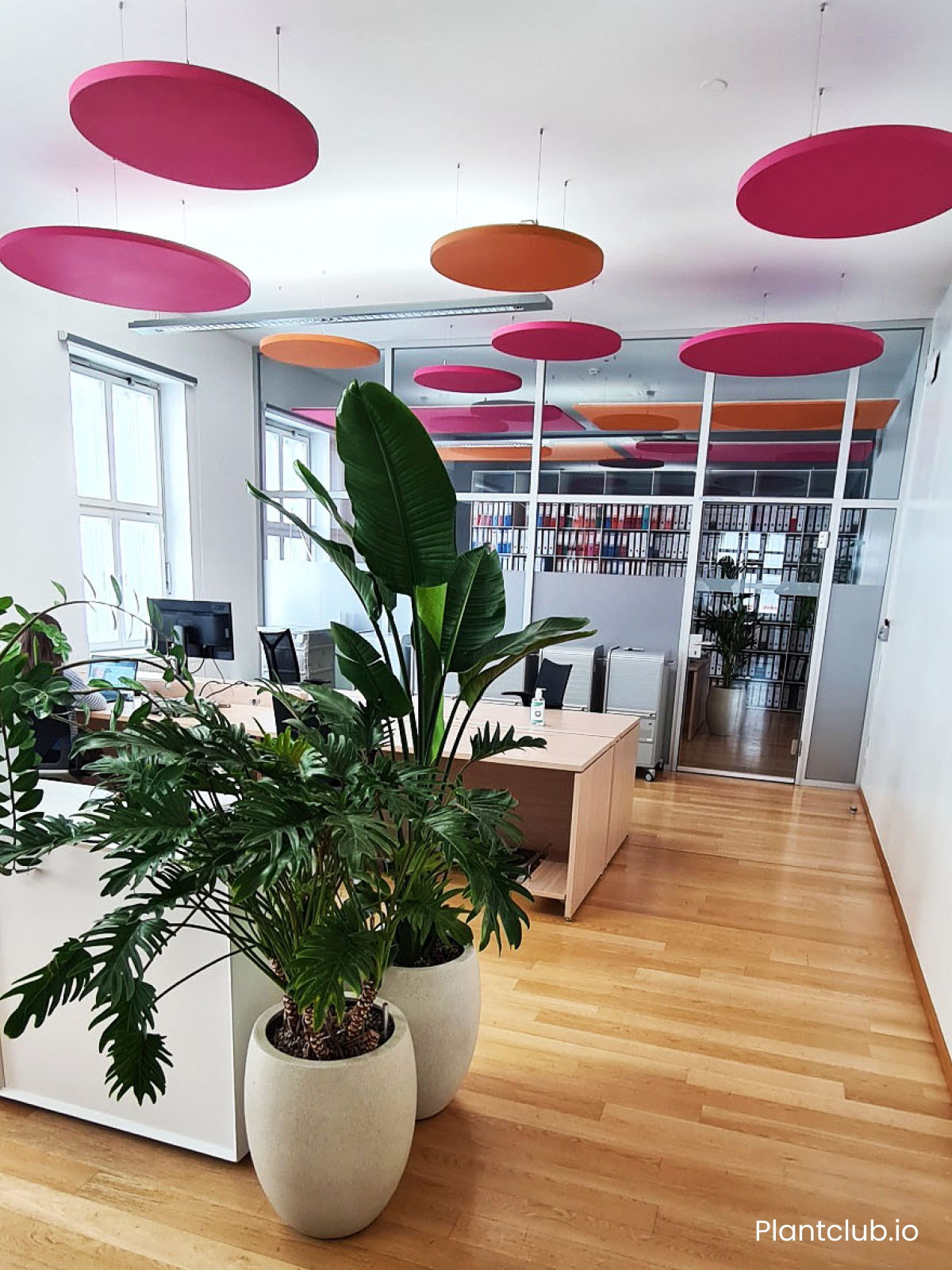 Standing plants in an office with pink circles on ceiling.
