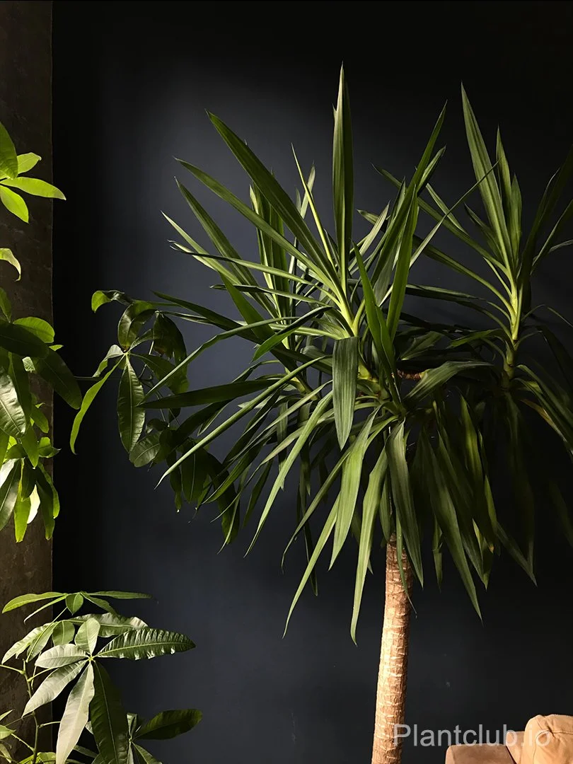  Yucca’s green touch—style meets nature! 