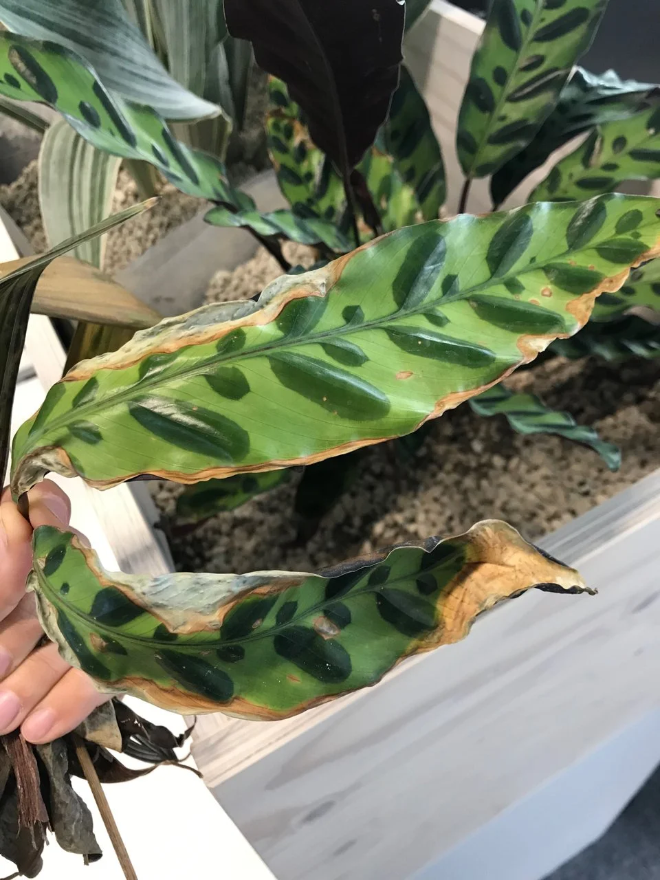  This plant’s leaves started to brown in a response to being overwatered. 