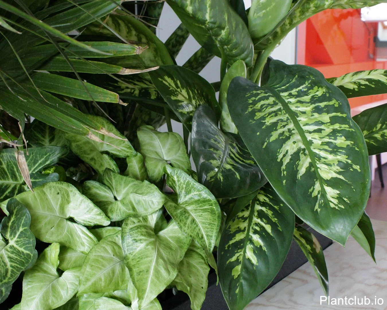 Close up on a mix of tropical plants in a Berlin office