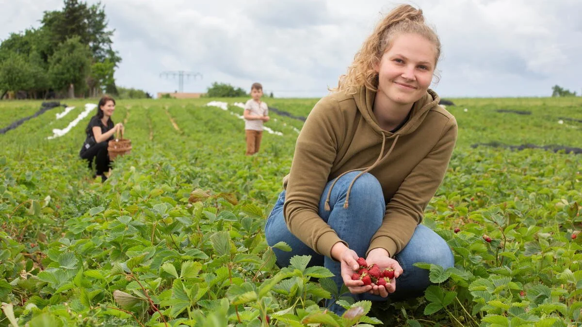 Kids strawberry picking.