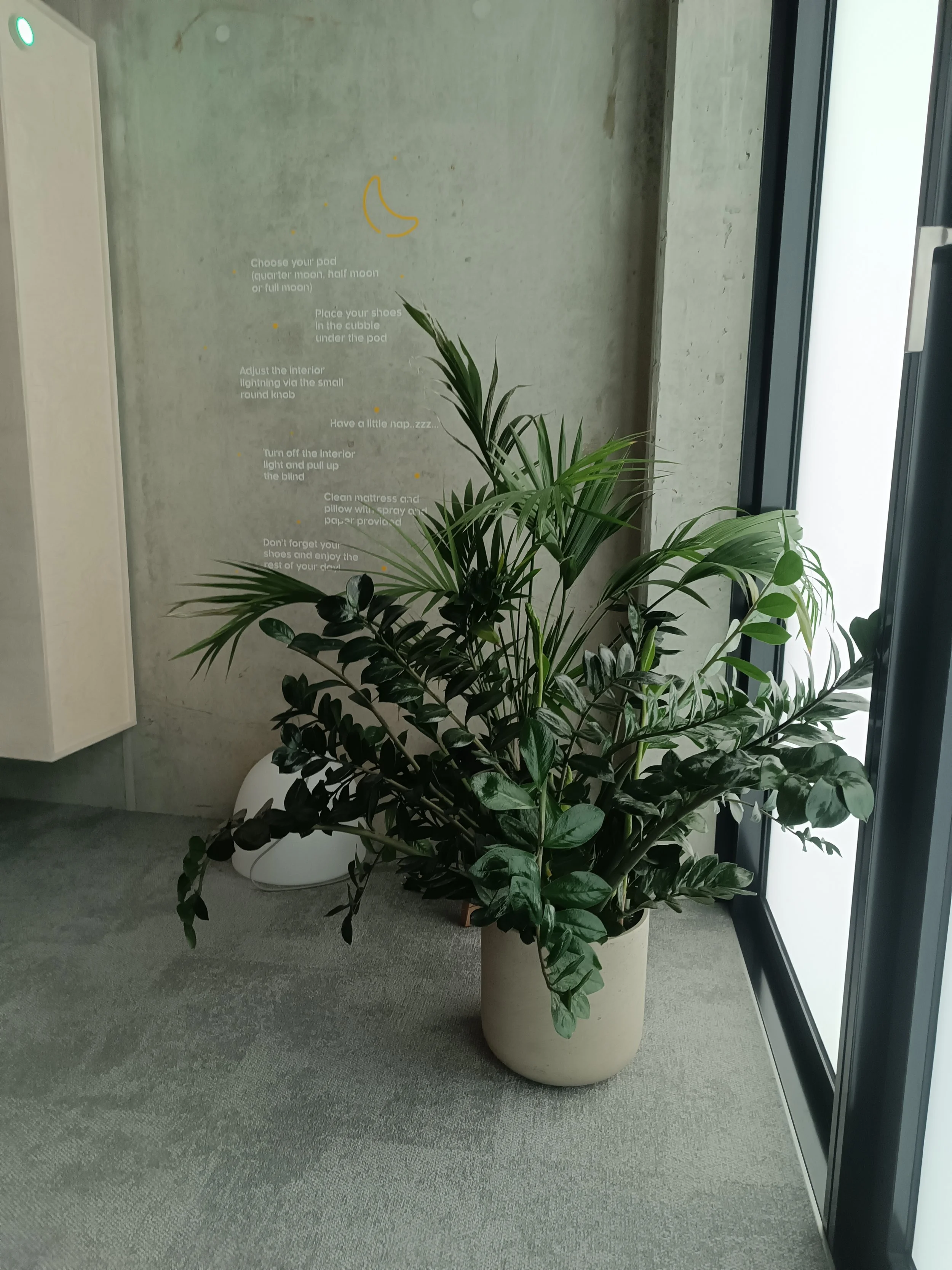 Floor plant ZZ in front of an office concrete wall