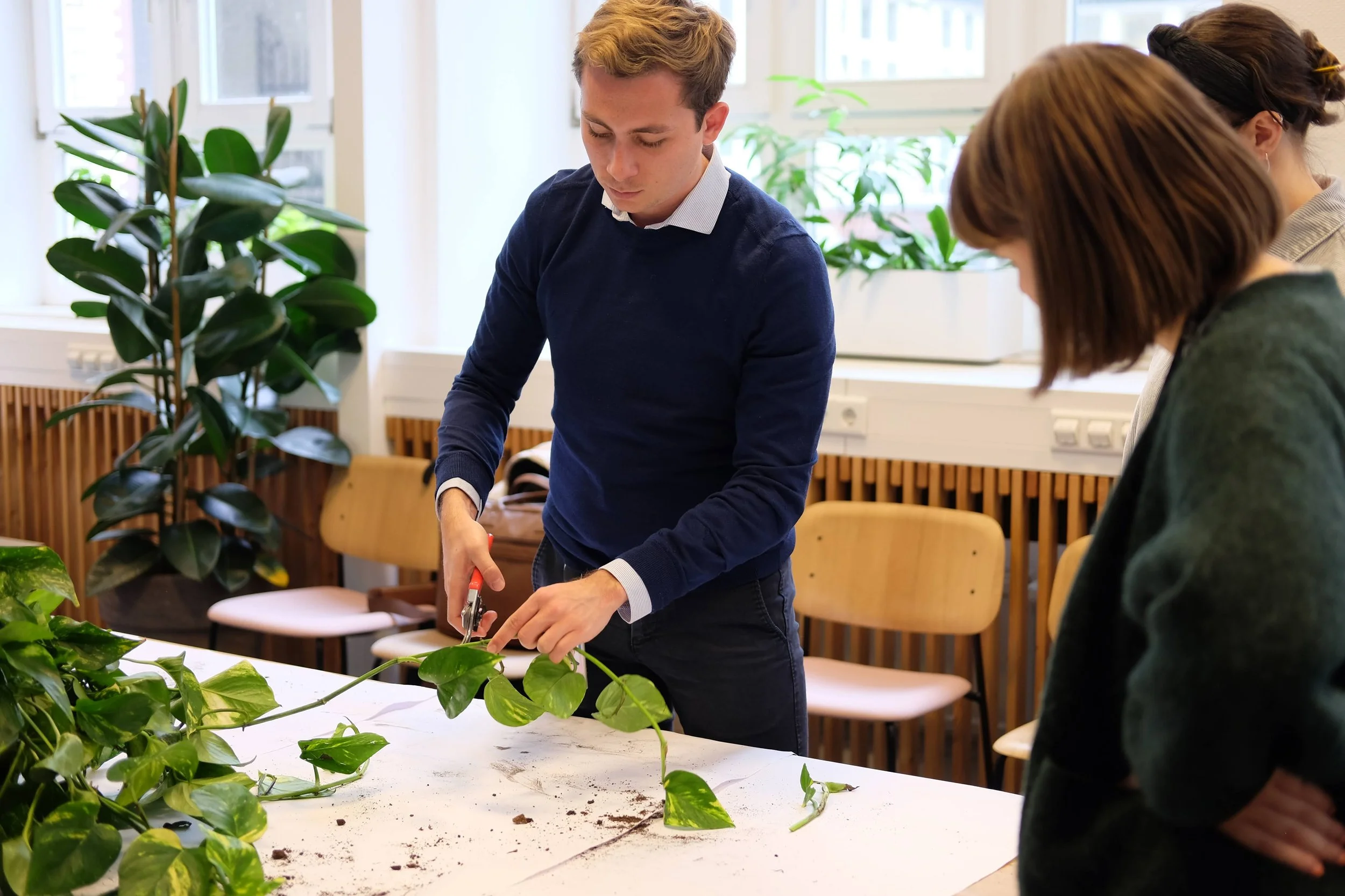  A pothos is an easy plant to propagate to multiply your plant collection. 