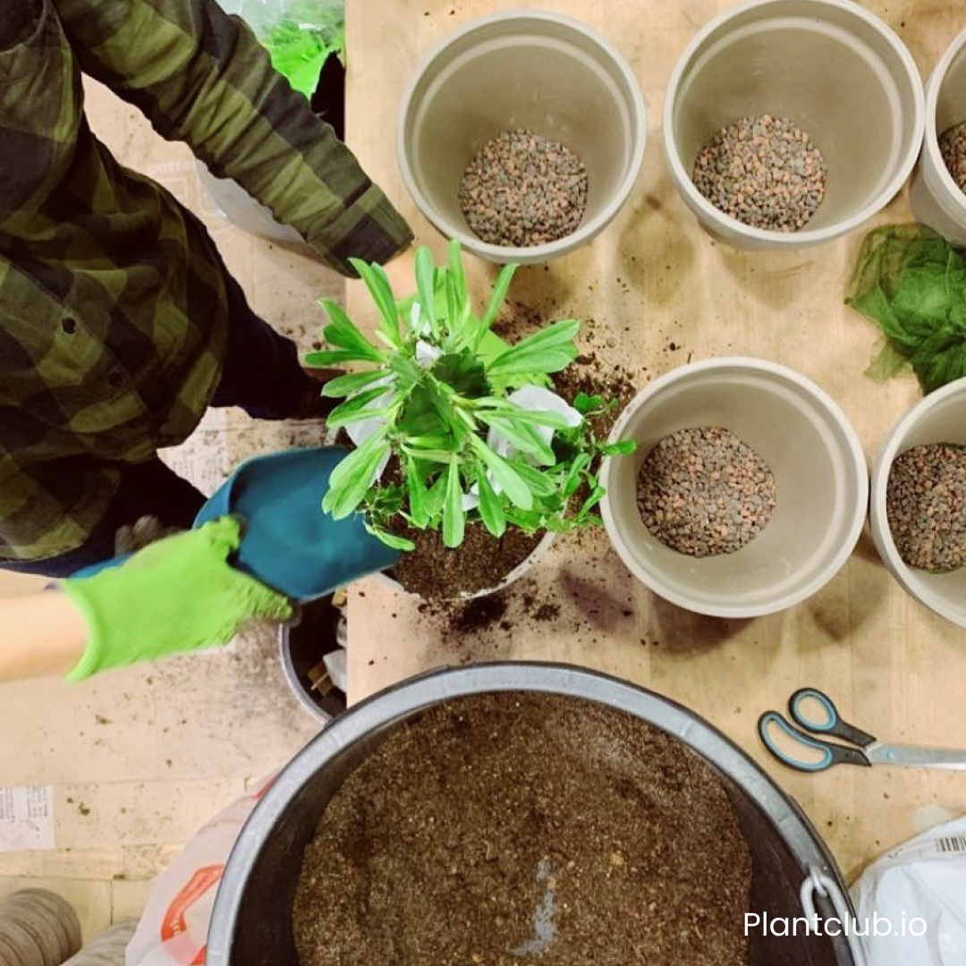  Things may have changed a lot since the beginning of Plantclub, but we are still potting all of our member’s plants by hand! 