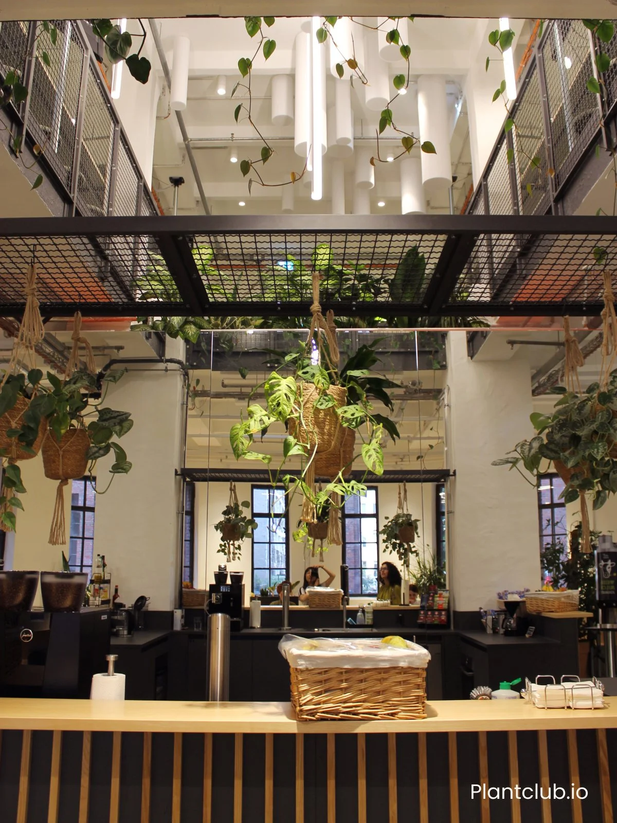  Plants hang on multiple levels, filling empty space in the kitchen. 