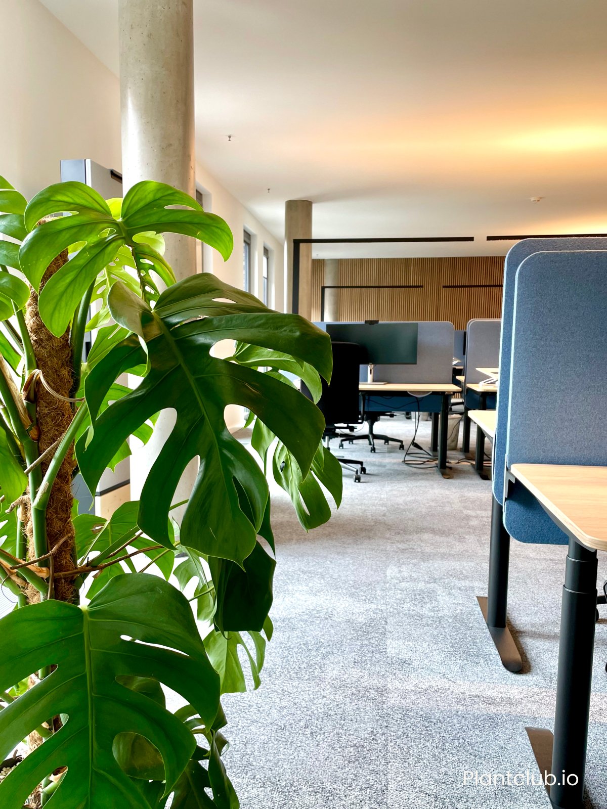 Tropical plants keep things cozy in the ParshipMeet Group office.  