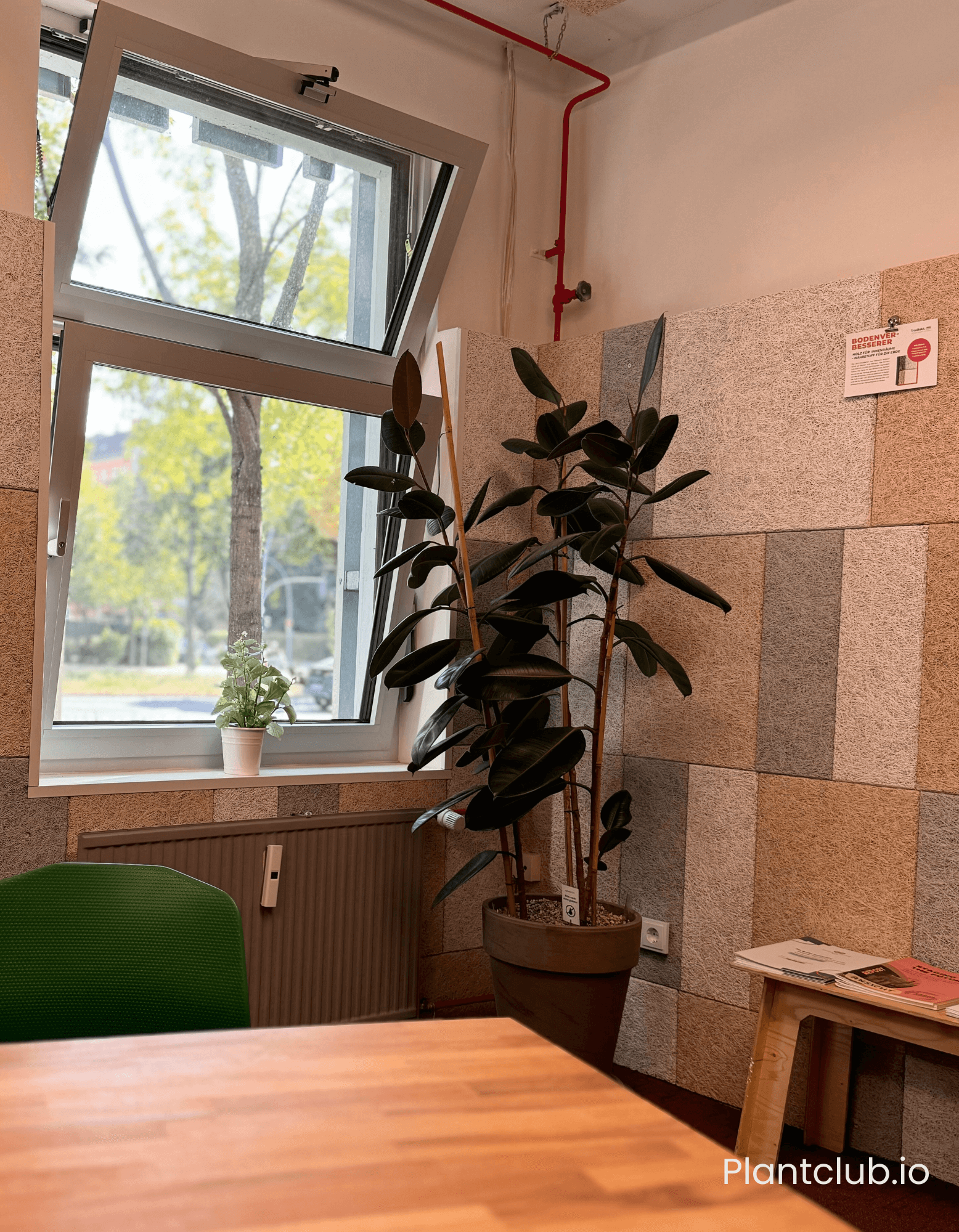 A large rehomed ficus elastical at Cradle 2 Cradle's office in Berlin.