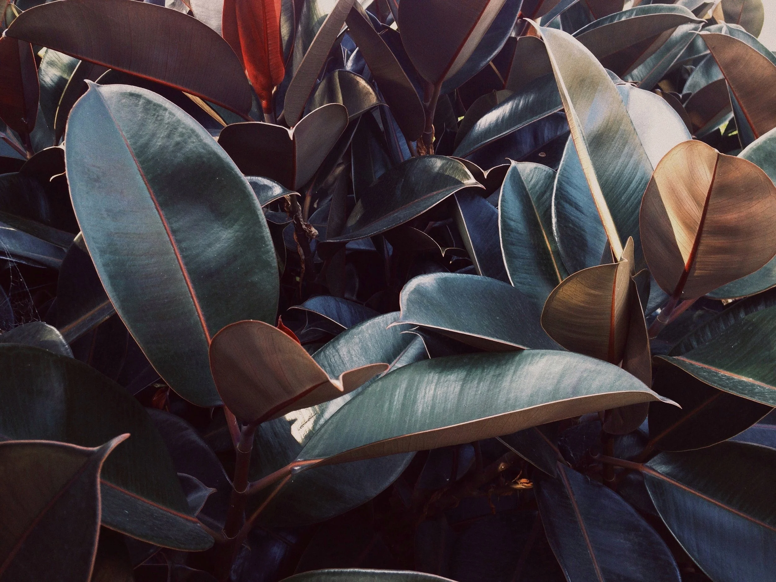  One of our favorite ficus elastica varieties is the abidjan, with glossy, dark leaves and a pink stem, its a great choice for interior design. 