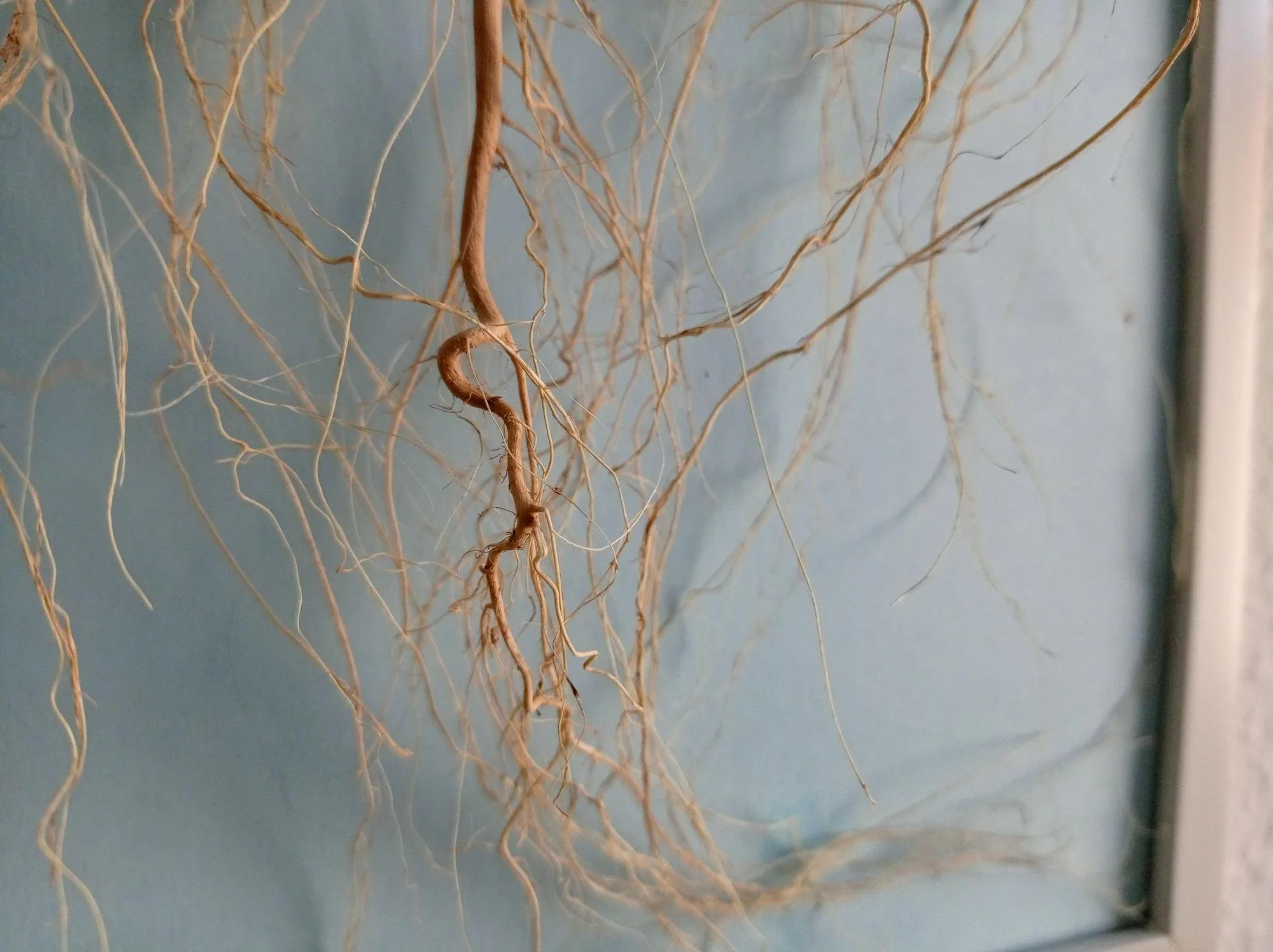The Science of Root Growth | plantclub.io