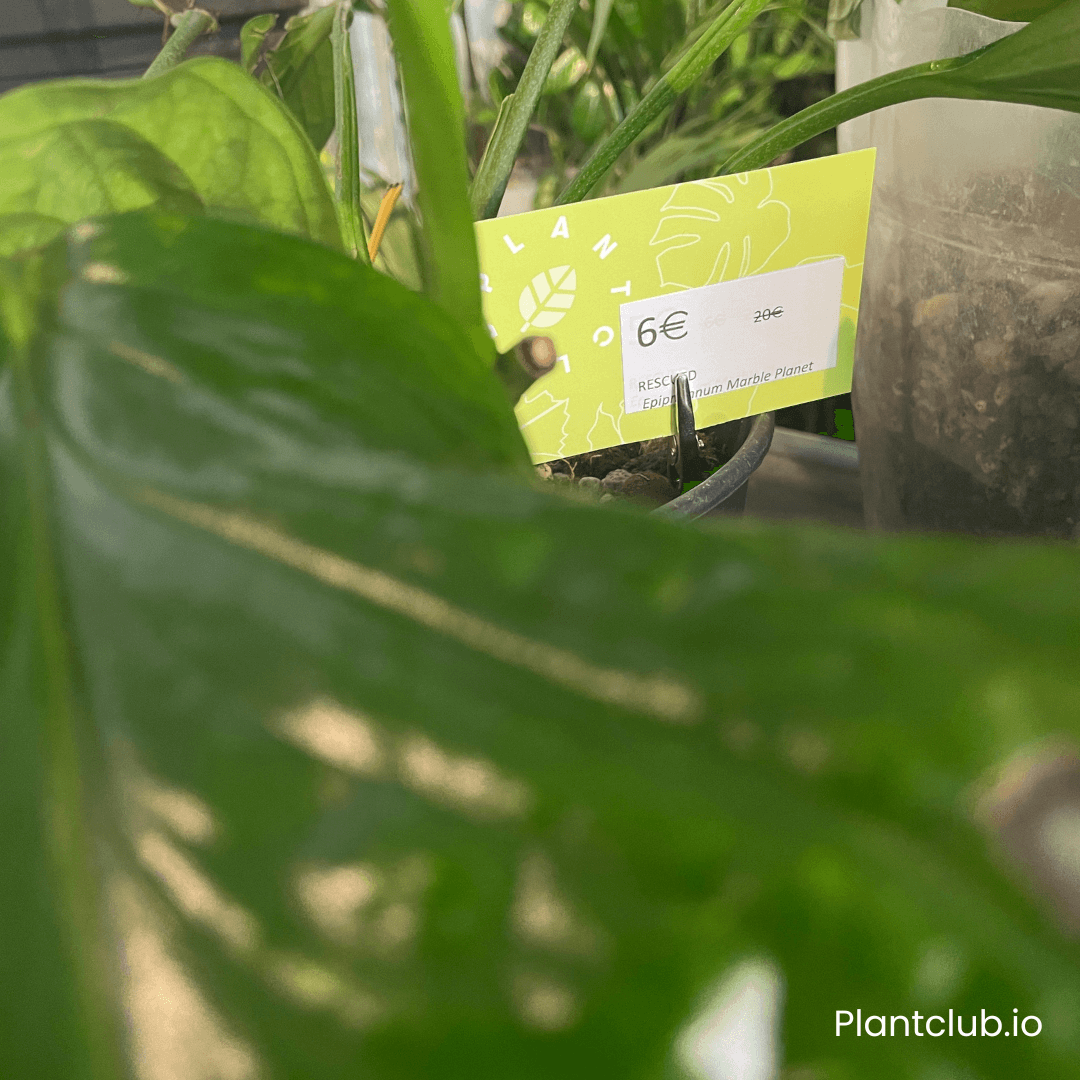  An example of a thriving rescued plant  at a significantly reduced price. 