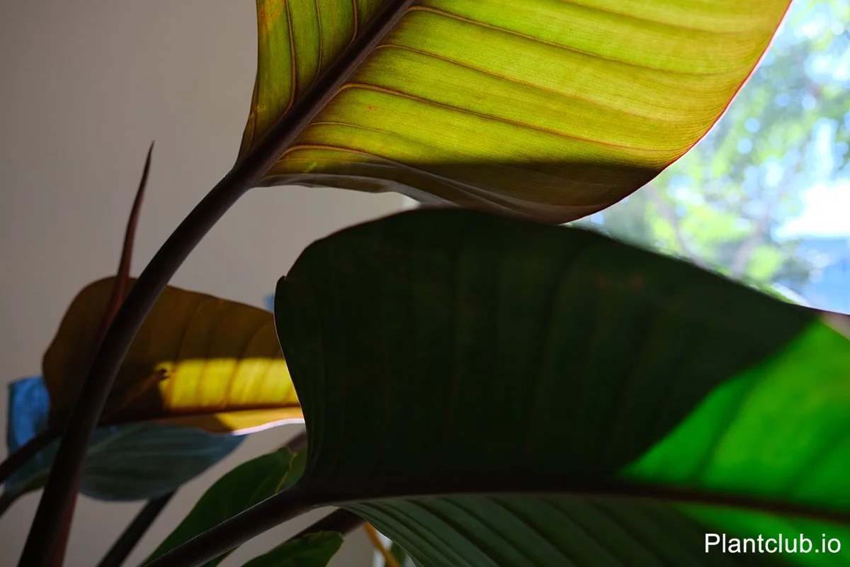  Sunlit veins, nature’s delicate design. 