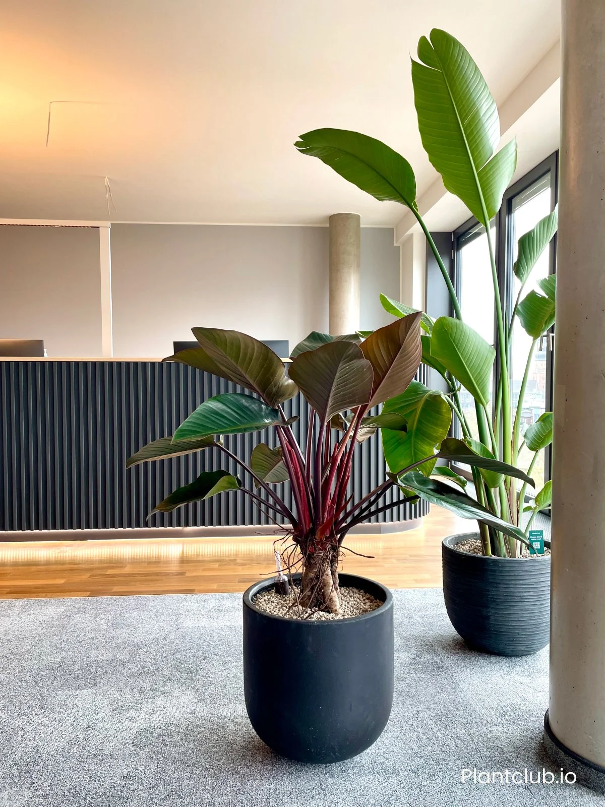  Standing plants like this philodendron red beauty accent the neutral palette of the office. 
