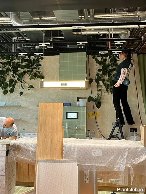  Behind the Scenes: Custom Office Plant Installation 