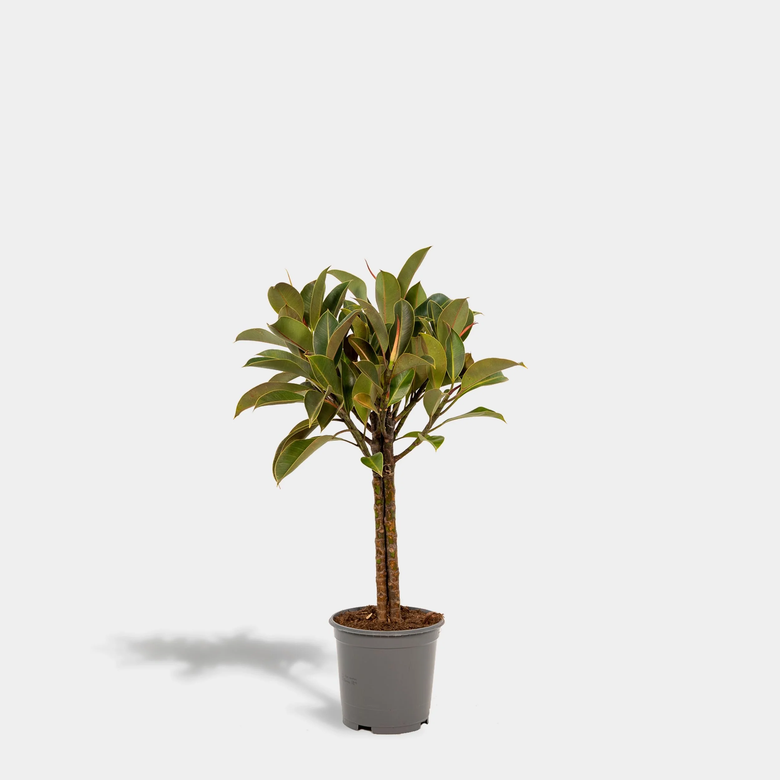  Ficus elastica melany is available in the  Plant Store . 