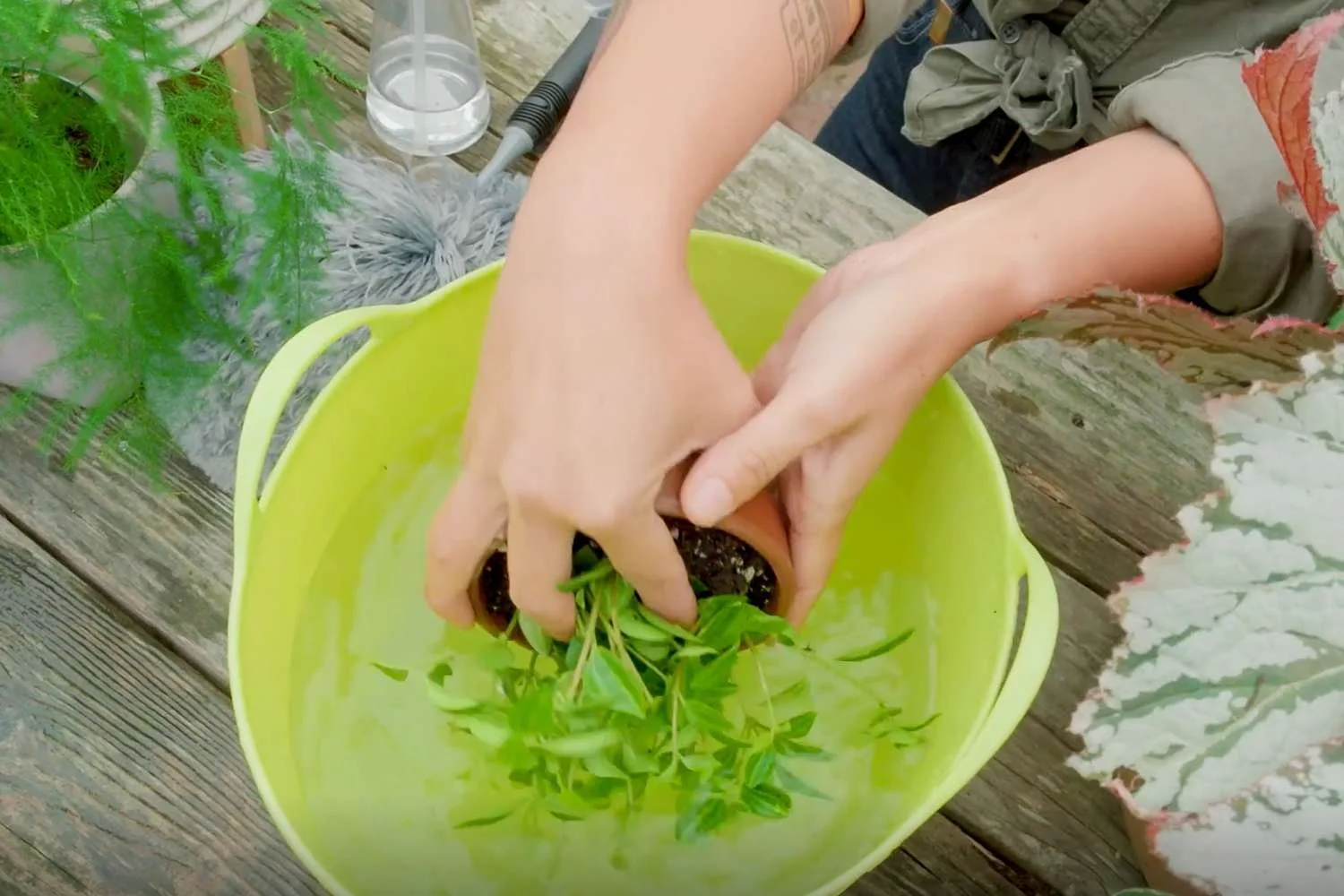  Submerging a small plant in water is an easy way to water and clean it. 
