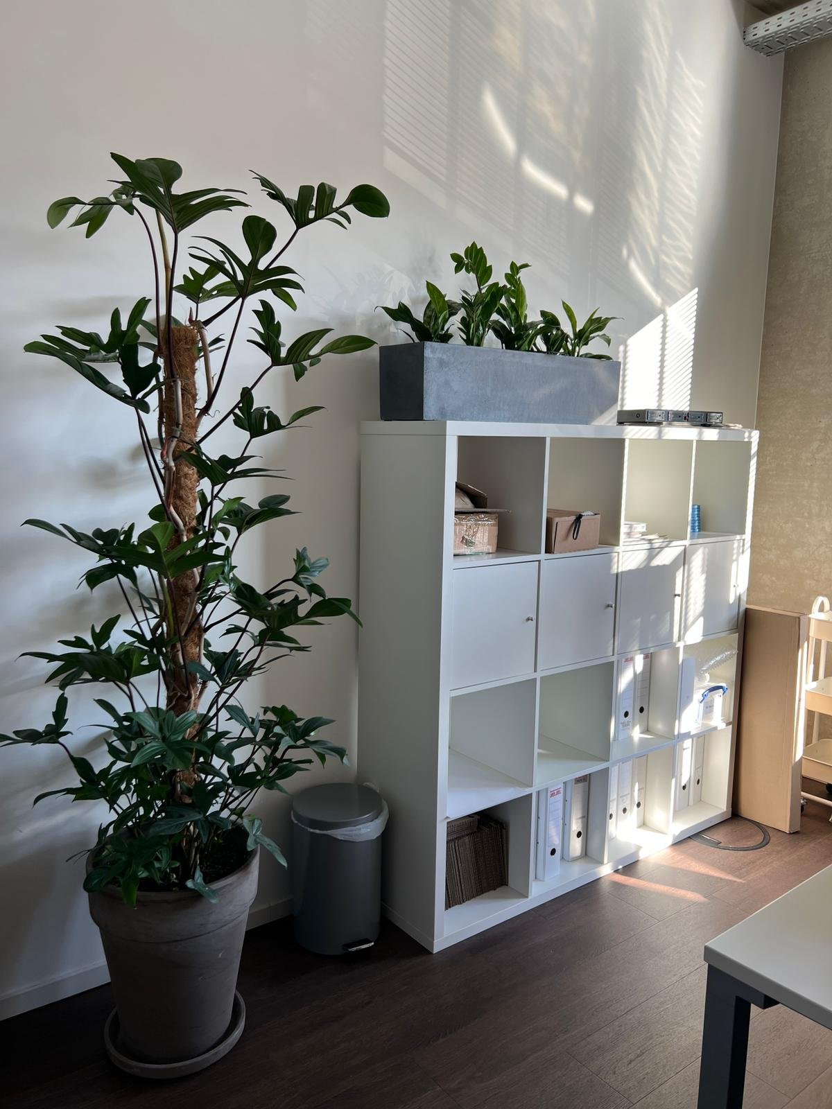  Plantclub’s plant installation at the Berlin School of Business and Innovation (BSBI) in Hamburg. 