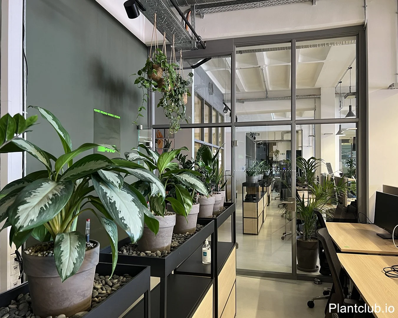 View on the Moss office in Berlin where Plantclub installed a serie of tropical plants on a central divider