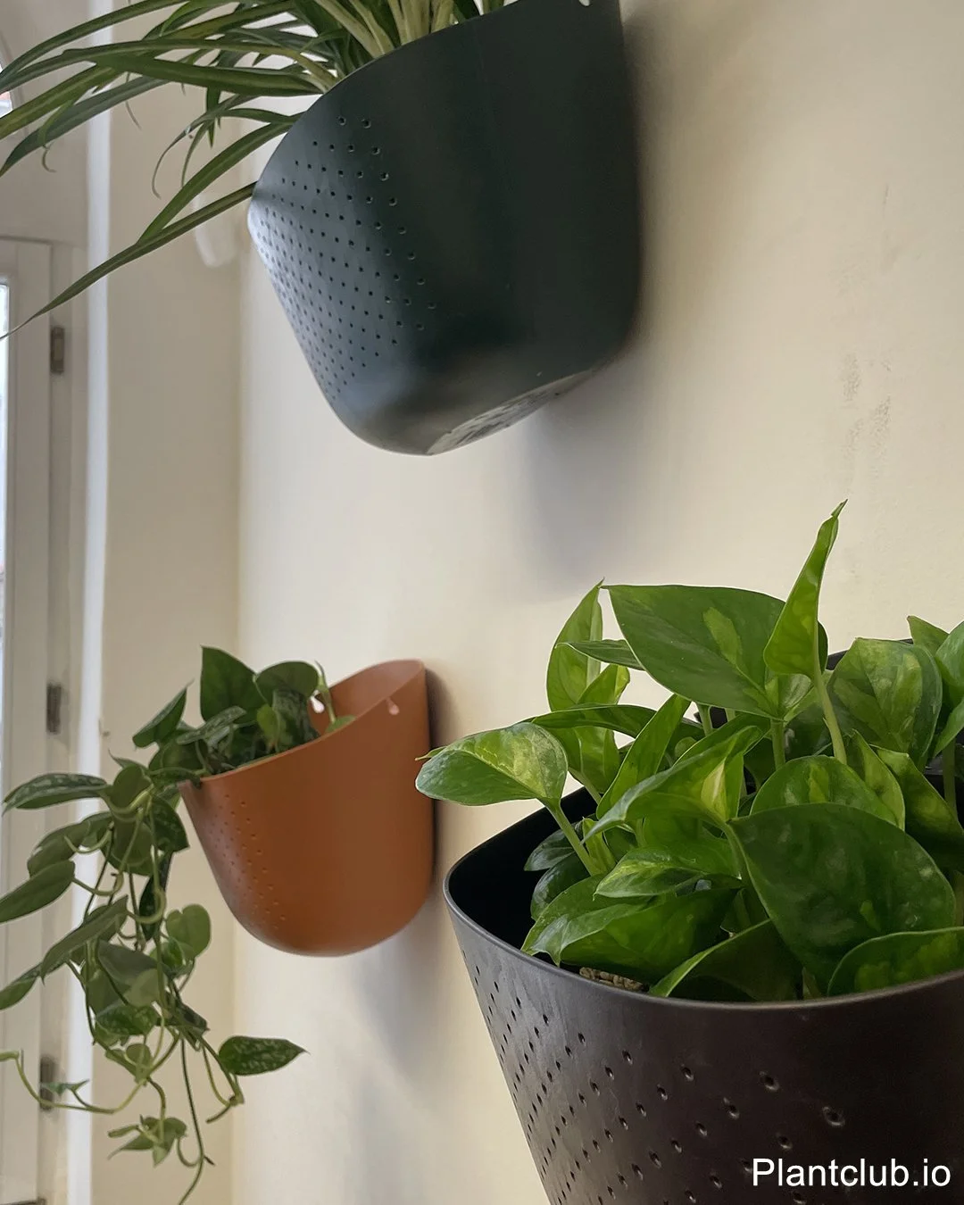 Wall-mounted planters with cascading office plants in a light-filled workspace