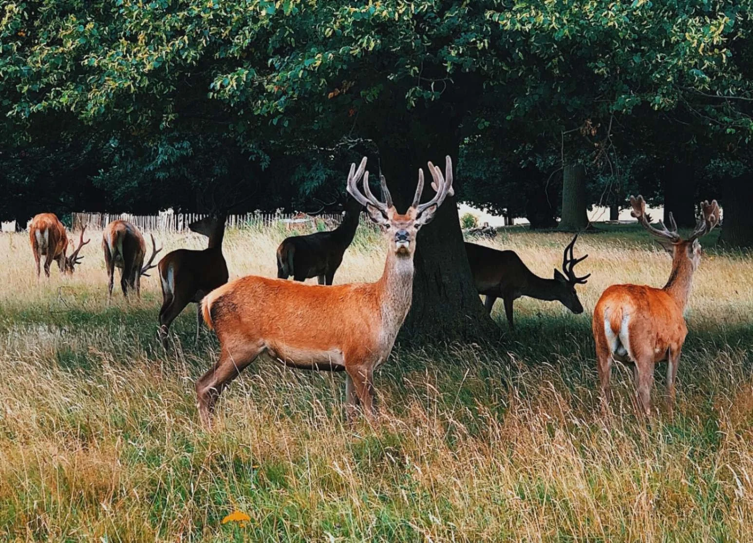 Deers at Hirschpark hamburg.