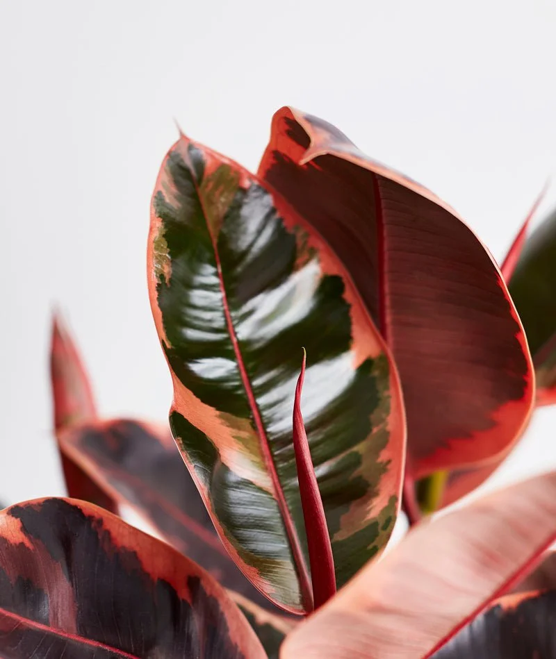   Ficus elastica ruby  