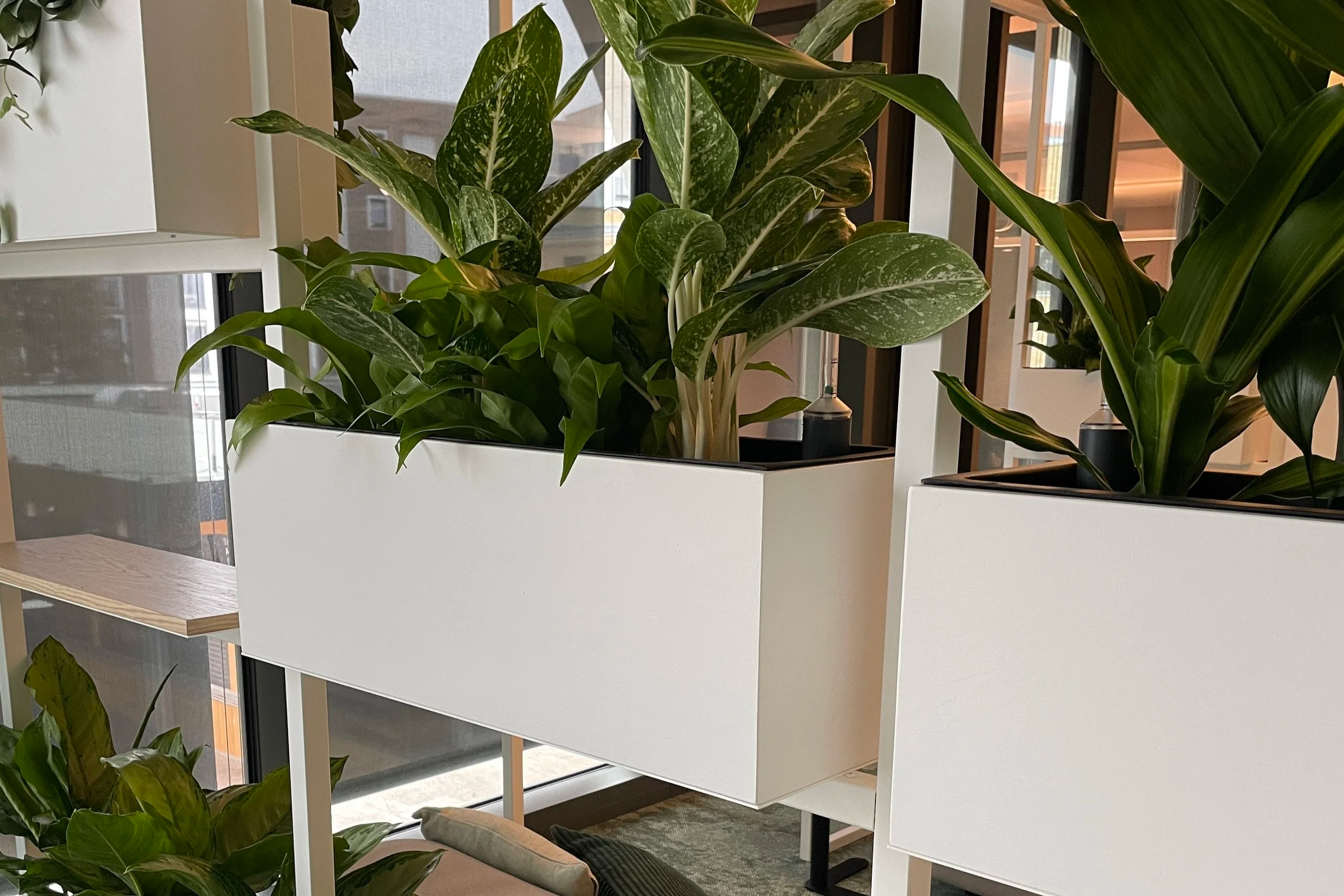 Green Branding in the Office: How Plants Increase Employer Attractiveness