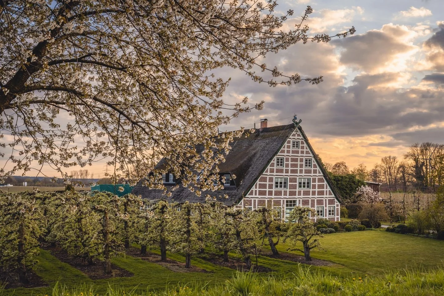 Apple fields at altes land hamburg.