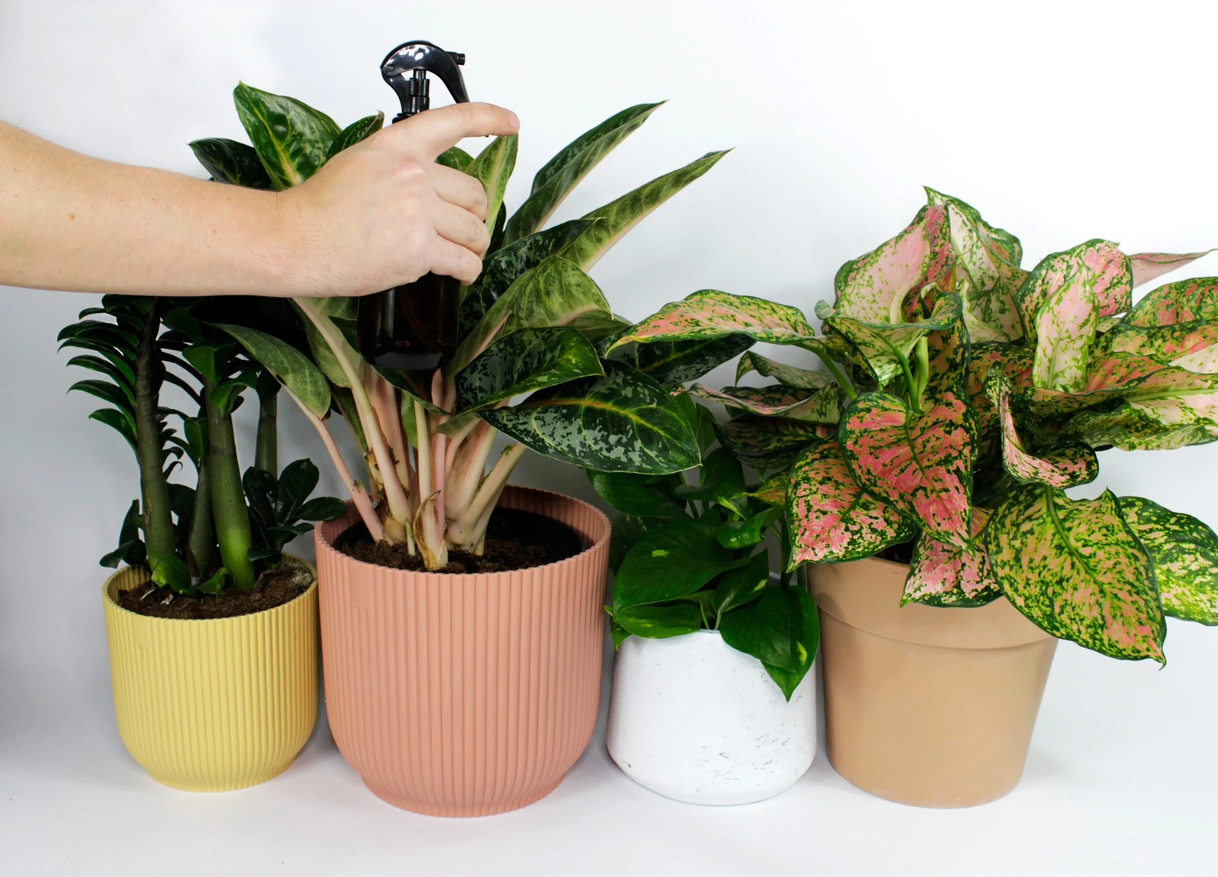  Instead of watering your plants, try a  gentle misting  instead.  