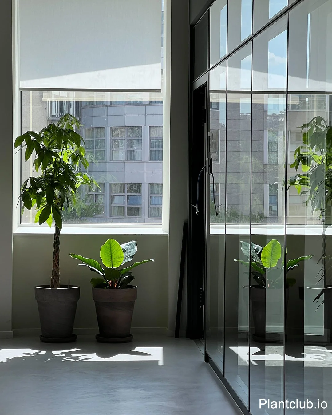  Plants that match your mood 