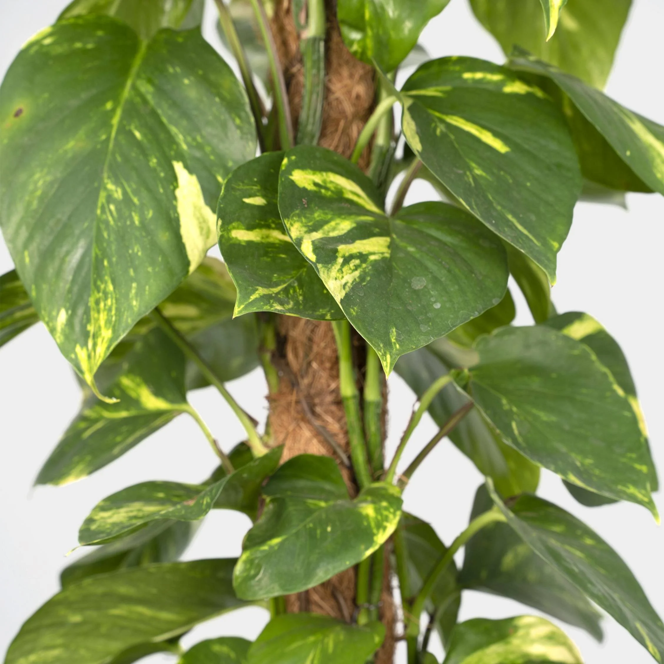  Golden pothos is  available in the Plant Store . 
