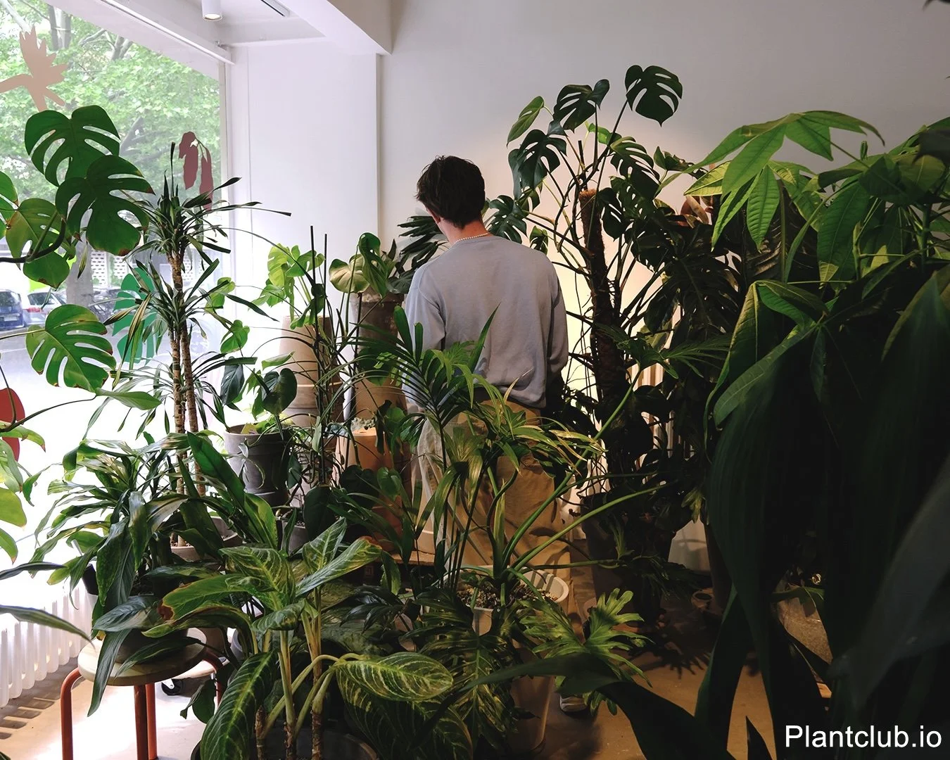 A person standing amongst tropical house plants