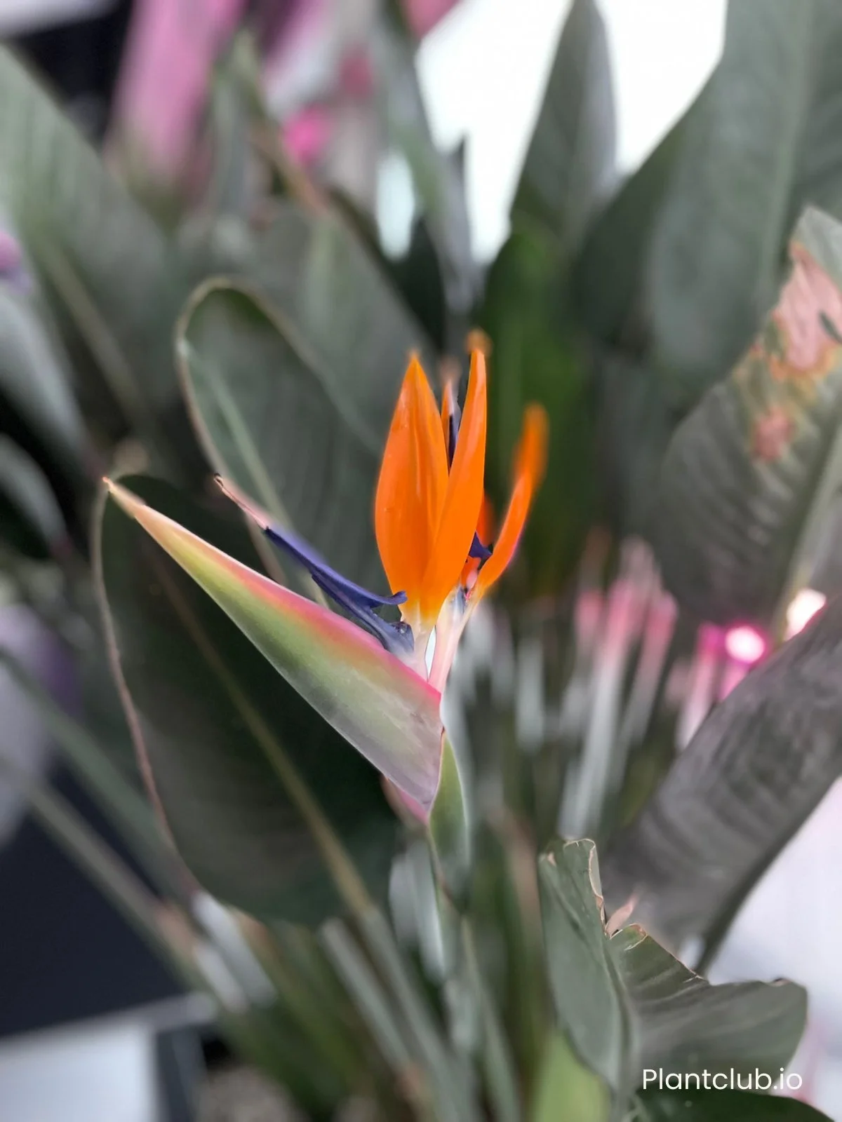  A flowering Strelitzia nicolai captured by our Plant Expert Gulia. 